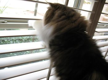 Brown tabby & white persian kitten