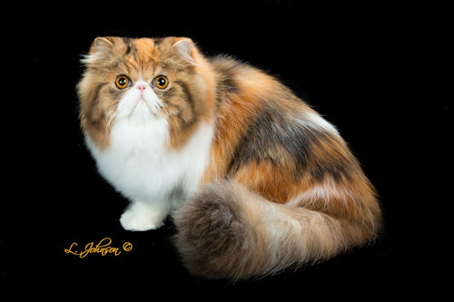 Pelaqita She's No Second-Hand Rose, brown patch tabby and white Persian cat