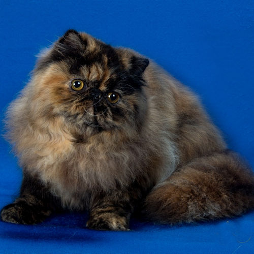 Pelaqita Leap O Faith, tortie Persian cat