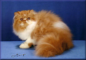 Red tabby and white Persian kitten