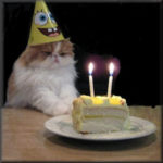 Cat with birthday hat on