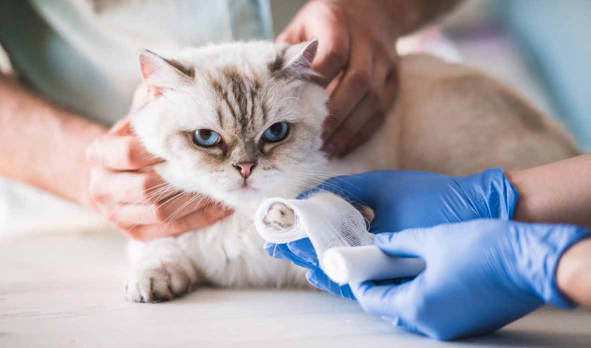 Feline Leukemia (FeLV) and FIV (Feline Aids) Testing Pelaqita