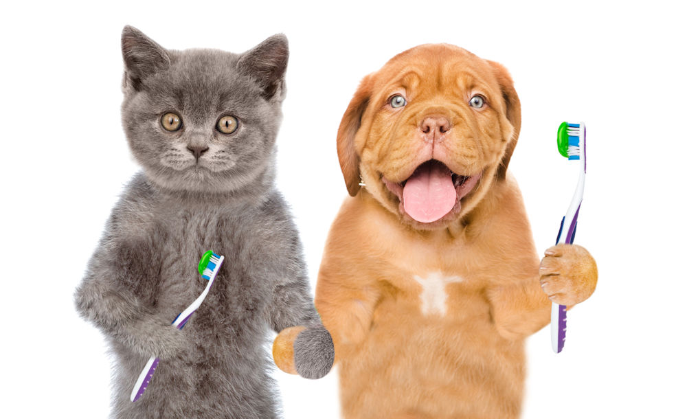 cat and dog holding toothbrush