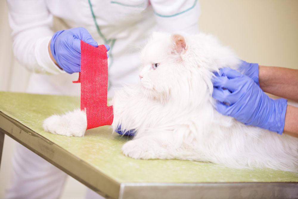 White cat with vet wrap on paw