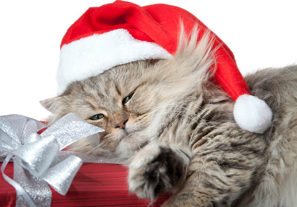 cat in santa hat