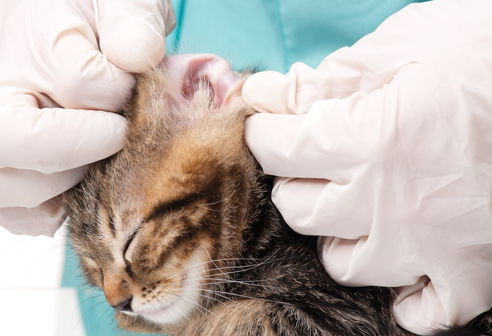 Cat getting ears cleaned