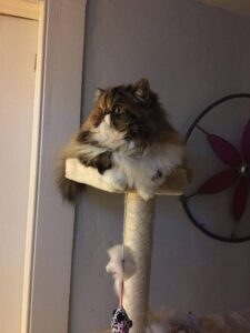 Persian cat sitting in cat tree