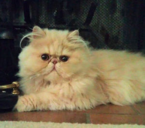 Cream Persian kitten