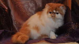 Red Tabby & White Persian kitten