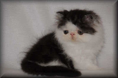 Black & White Persian kitten