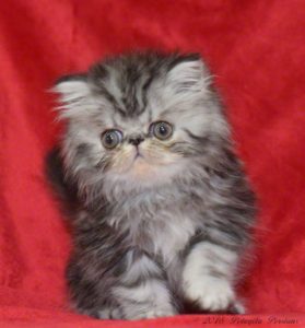 Silver Tabby male Persian kitten