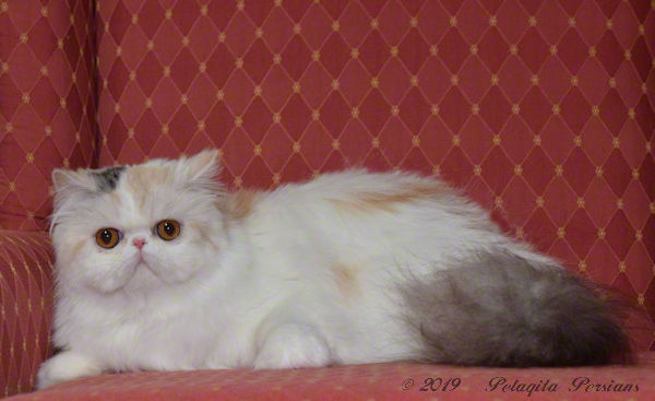 CH Pajean's Rumor Has It of Pelaqita, Silver Patch Tabby & White Persian cat