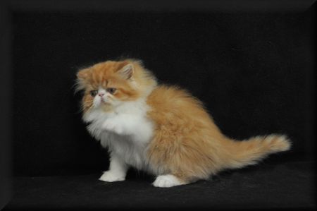 Persian kitten