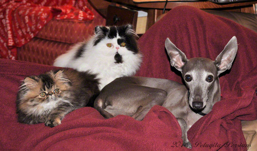 Italian Greyhound dog and two persian kittens