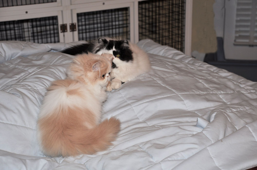 Two Persian kittens on a bed