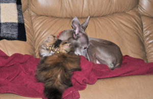 Italian Greyhound dog with Persian kitten