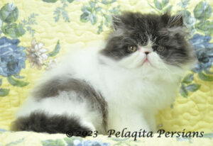 black & white Persian kitten