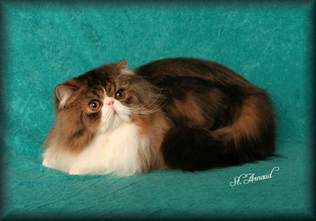 brown tabby & white Persian cat