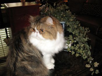 Persian cat Moochi