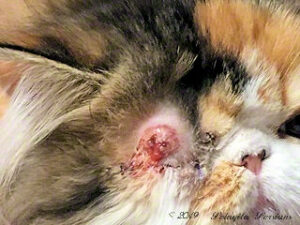 Persian kitten with blister on eyelid