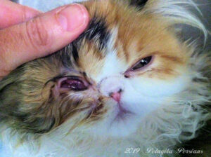 herpes virus eye ucler in Persian cat