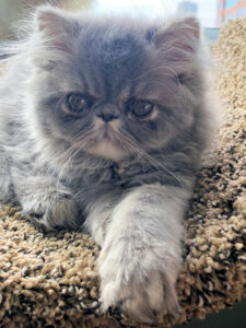 blue persian kitten