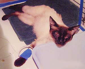 siamese cat in kidney failure