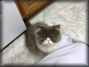 Blue and White Persian kitten named Oliver