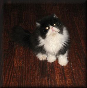 Black and White Persian cat named Oreo