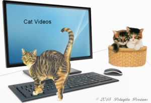 Cats and kittens on desk and computer