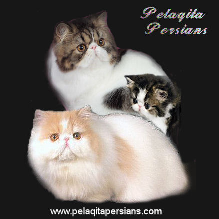 Samengroeiing Verplicht Afname Pelaqita Persians | Healthy Persian kittens for sale| Health Guarantee