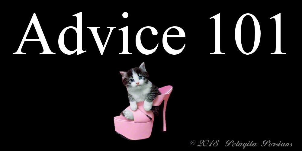 Advice 101 - with a kitten sitting in a pink stiletto