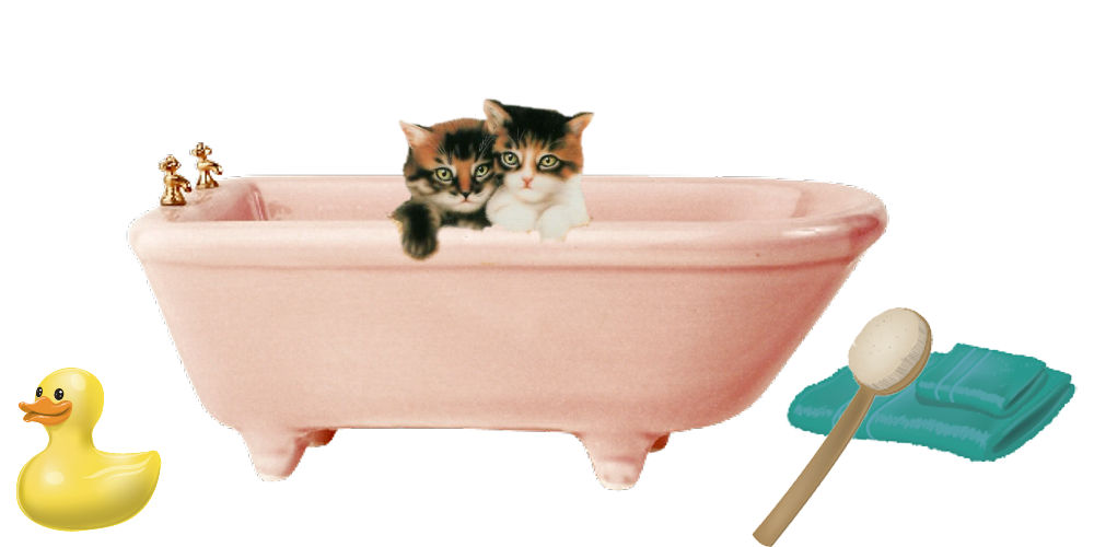 Persian cat bathing, Persian kitten bathing