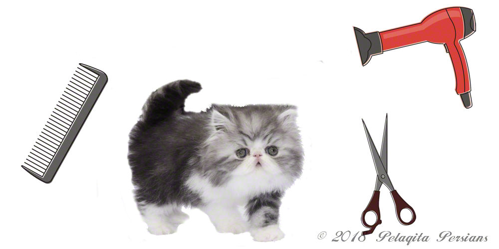 vision persian kittens for sale