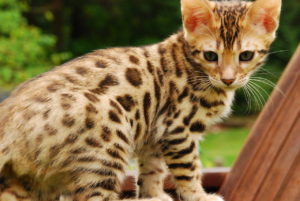 Bengal