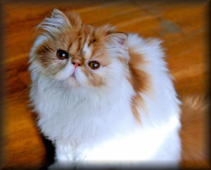 13132267. Cat Red Tabby Persian kitten wearing googly eye