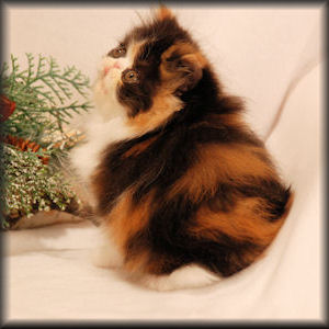 calico Persian kitten