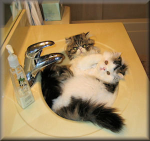 two persian cats in sink