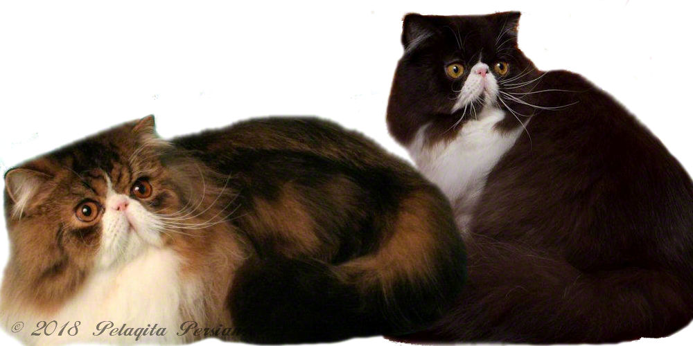 A Black and White Persian cat and a Brown Tabby and White Persian cat
