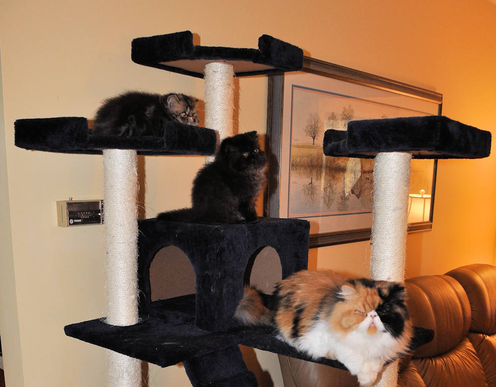 Persian cats on cat tree