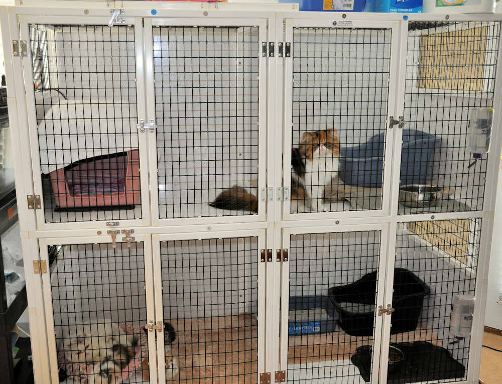 kitten kennel