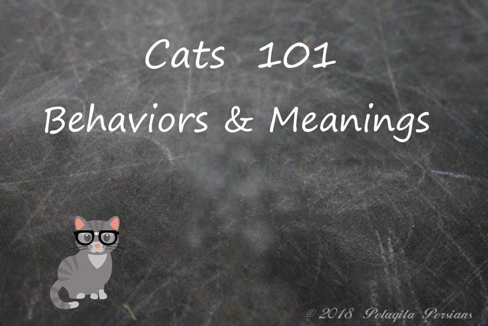 Chalkboard with cat
