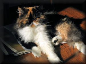 Calico Persian cat named Chessie