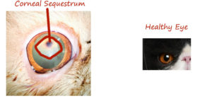 Example of corneal sequestrum and healthy eye