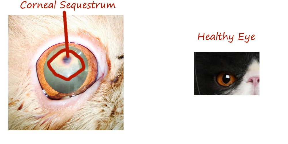 Example of corneal sequestrum and healthy eye