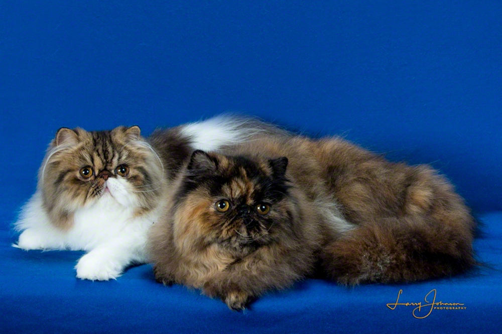 Two Persian cats
