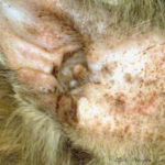 ear infection in a cat