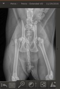 Ellison's hip joint - feline elbow dysplasia