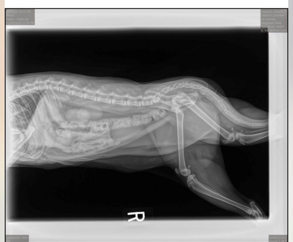 hip dysplasia in cats walking