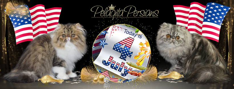 Pelaqita Persians